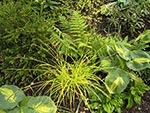 texture in the summer garden