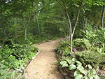summer woods