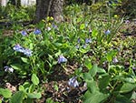 Virginia bluebells and celandine poppies