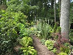 summer scene with native Veronicastrum