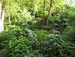 stream edges