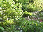 wet woodland overview