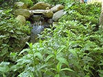 man made stream in wet woods