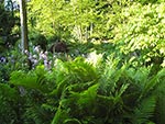 mass planting of Ostrich fern in moist areas