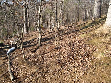 dry woods before planting