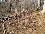 dry wooded hillside before planting