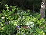 a variety of plants creating texture